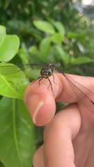 Libellulidae