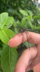 Libellulidae