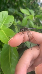 Libellulidae