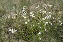 Arabidopsis halleri