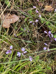 Polygala serpyllifolia