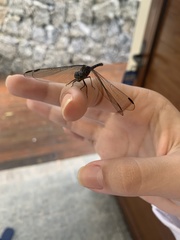 Libellulidae