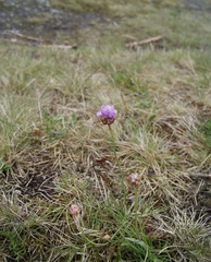 Armeria maritima elongata