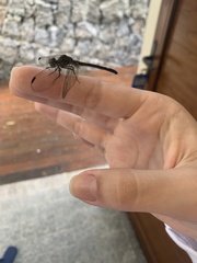 Libellulidae