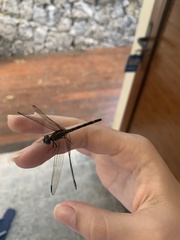 Libellulidae