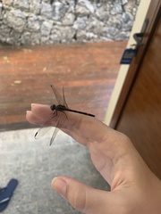 Libellulidae
