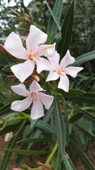 Nerium oleander