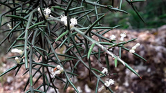 Colletia hystrix