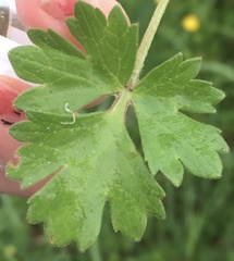 Ranunculus aconitifolius