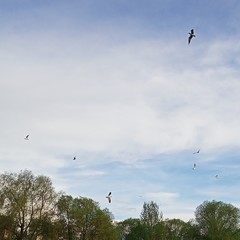 Chroicocephalus ridibundus