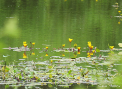 Hydrocleys martii