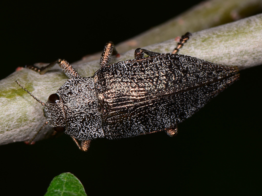 Dicerca aenea