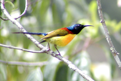 Aethopyga nipalensis