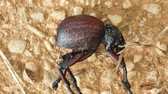 Brachycerus obesus