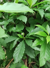 Morinda citrifolia