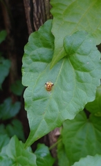 Aspidimorpha furcata