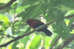 Spermophaga ruficapilla