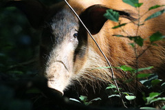 Potamochoerus porcus image