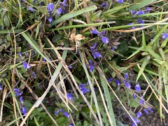 Polygala serpyllifolia
