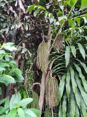 Caryota mitis
