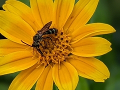 Neocorynura