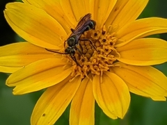 Neocorynura