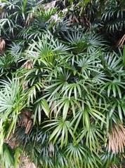 Rhapis excelsa