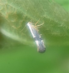 Argyresthia spinosella