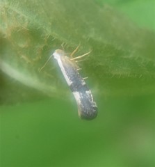 Argyresthia spinosella