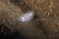 Acanthodoris pilosa