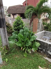 Alocasia macrorrhizos