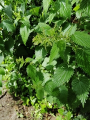 Urtica dioica