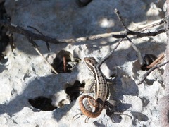 Leiocephalus lunatus