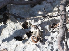 Leiocephalus lunatus