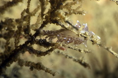 Cuthonella concinna