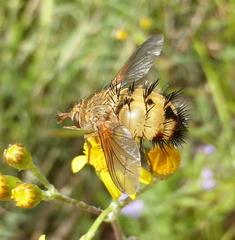 Dejeania bombylans