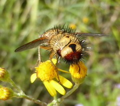 Dejeania bombylans