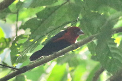 Spermophaga ruficapilla