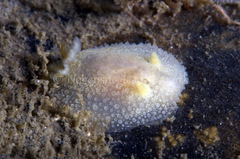Acanthodoris pilosa
