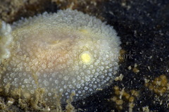 Acanthodoris pilosa