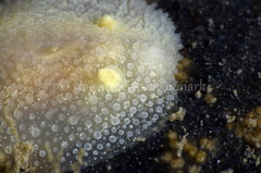 Acanthodoris pilosa