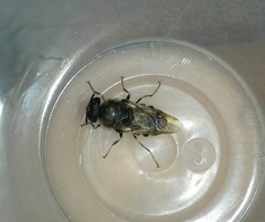Diptera