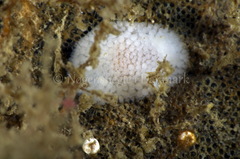 Acanthodoris pilosa