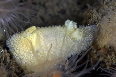 Acanthodoris pilosa
