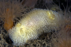 Acanthodoris pilosa