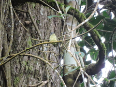 Phyllomyias cinereiceps