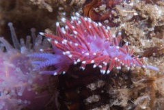 Paraflabellina funeka