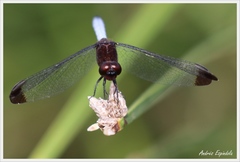 Erythrodiplax atroterminata