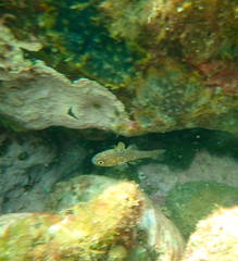 Vincentia conspersa
