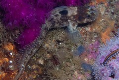 Chalaroderma ocellata